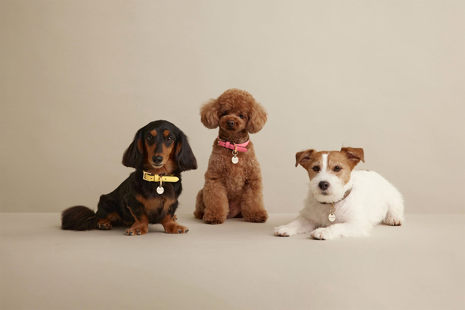 ペット コレクション