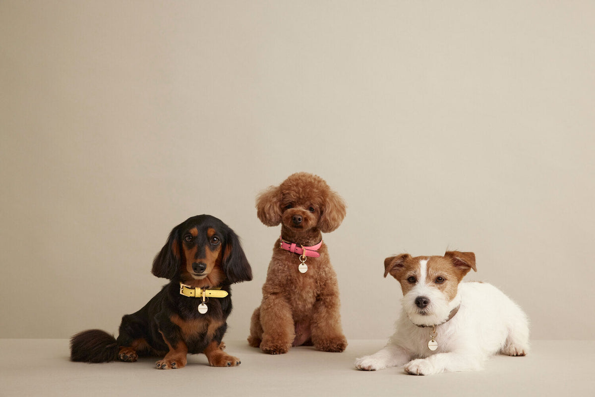 All Pet Accessories